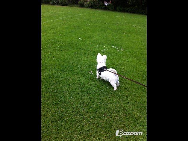 Blanding af racer Dina <3 -Prinsesse hunden- billede 6