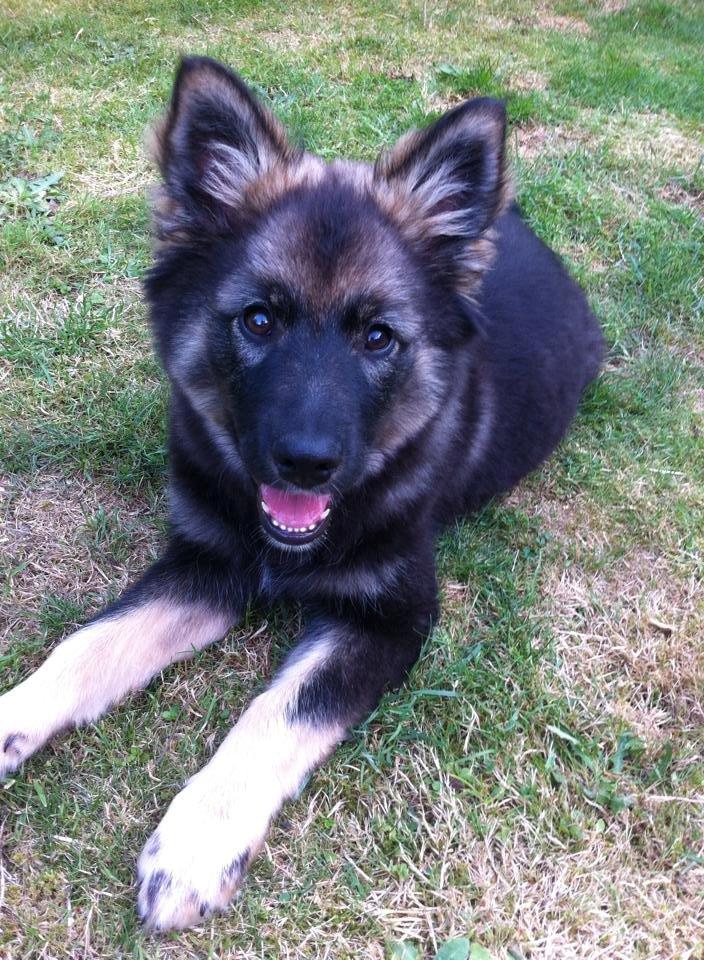 Finsk lapphund Pippi billede 2