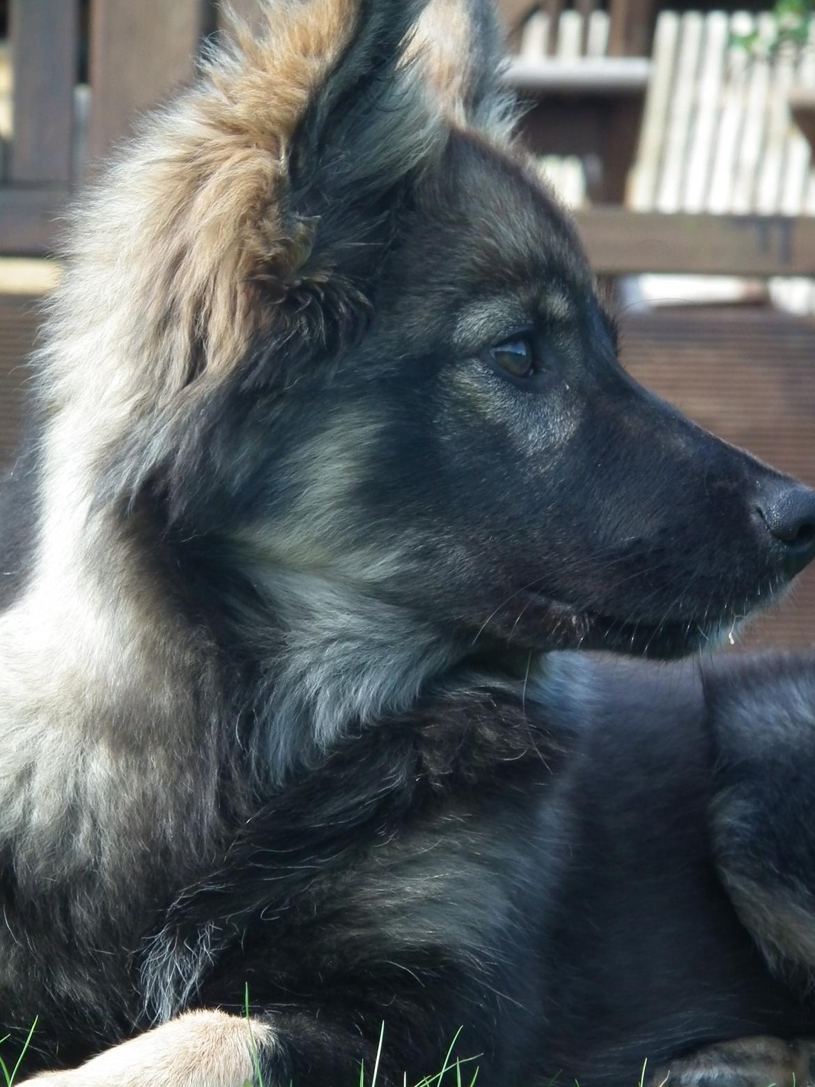 Finsk lapphund Pippi billede 3