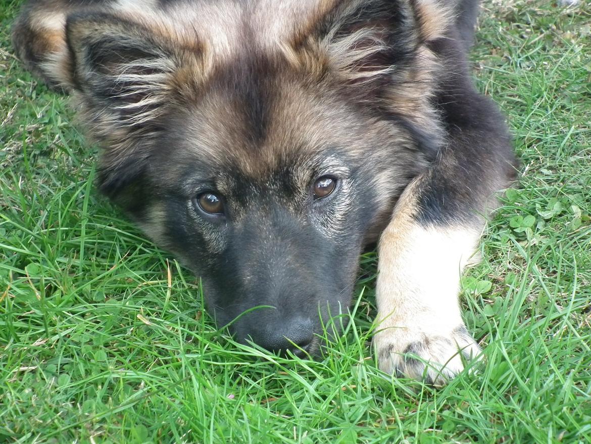 Finsk lapphund Pippi billede 4