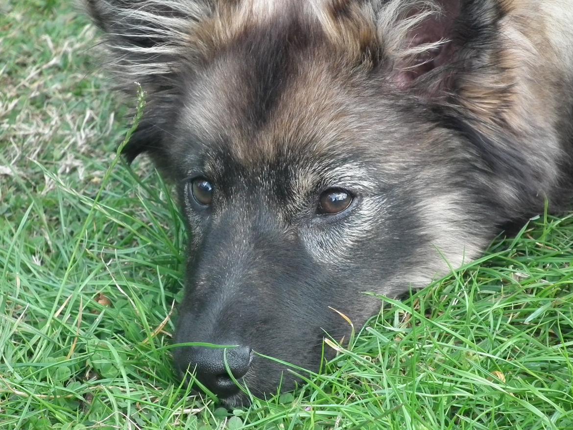 Finsk lapphund Pippi billede 5