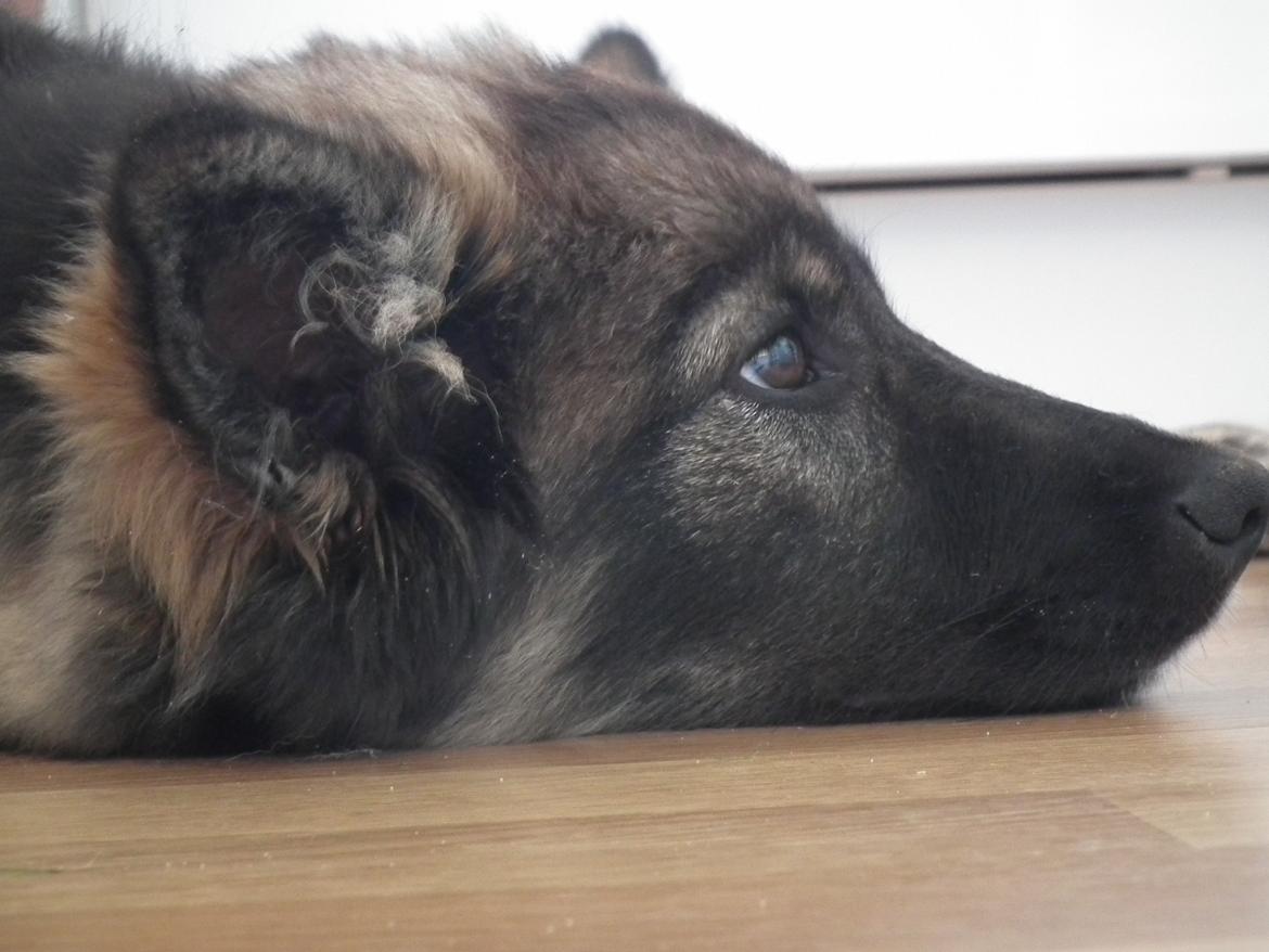 Finsk lapphund Pippi billede 6