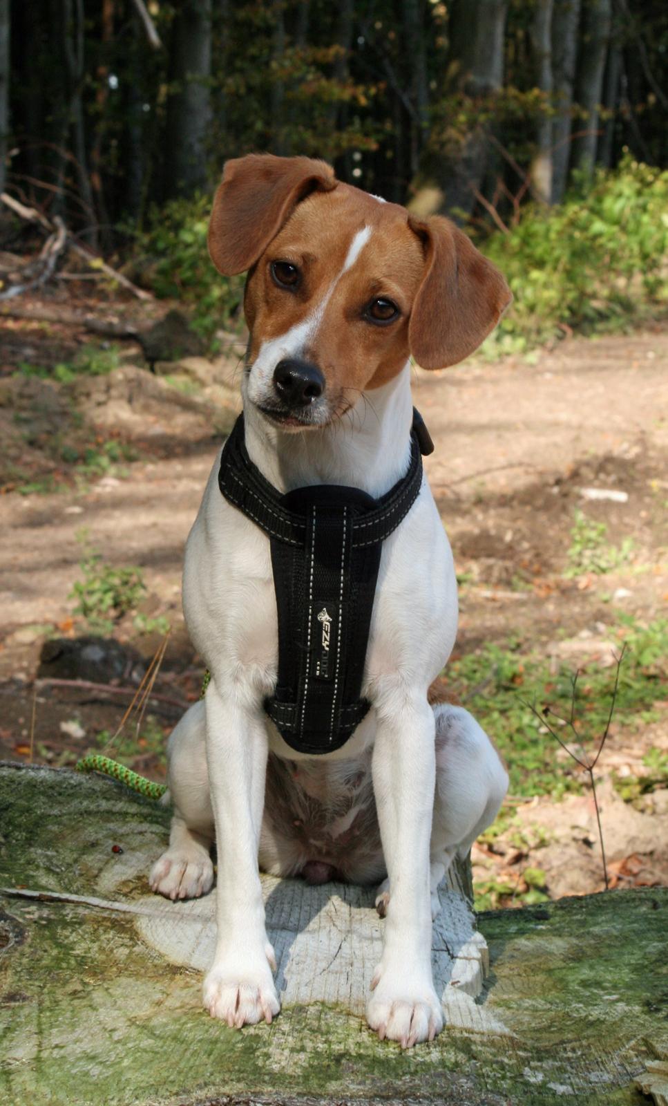 Dansk svensk gaardhund Sørøver Zallie - 14 sept. nu er hun 10 mdr. billede 39