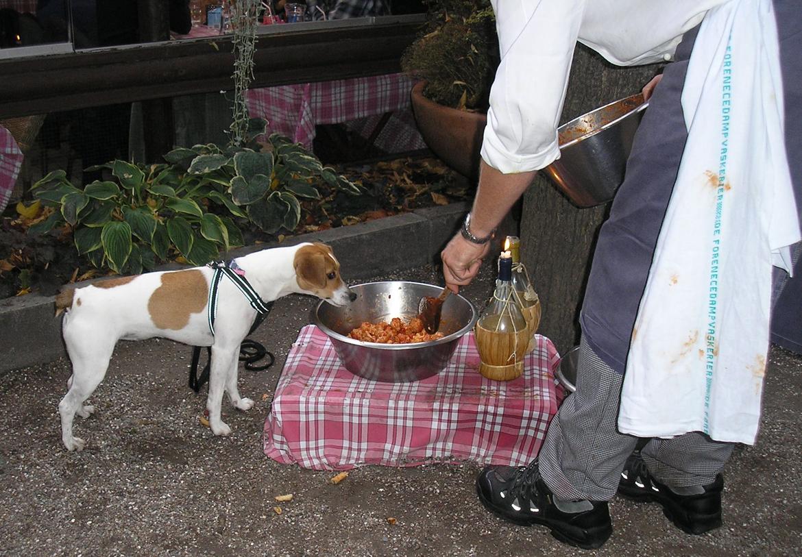 Dansk svensk gaardhund Sørøver Zallie - Hundens Dag i Tivoli 2014. speciel betjening. billede 41