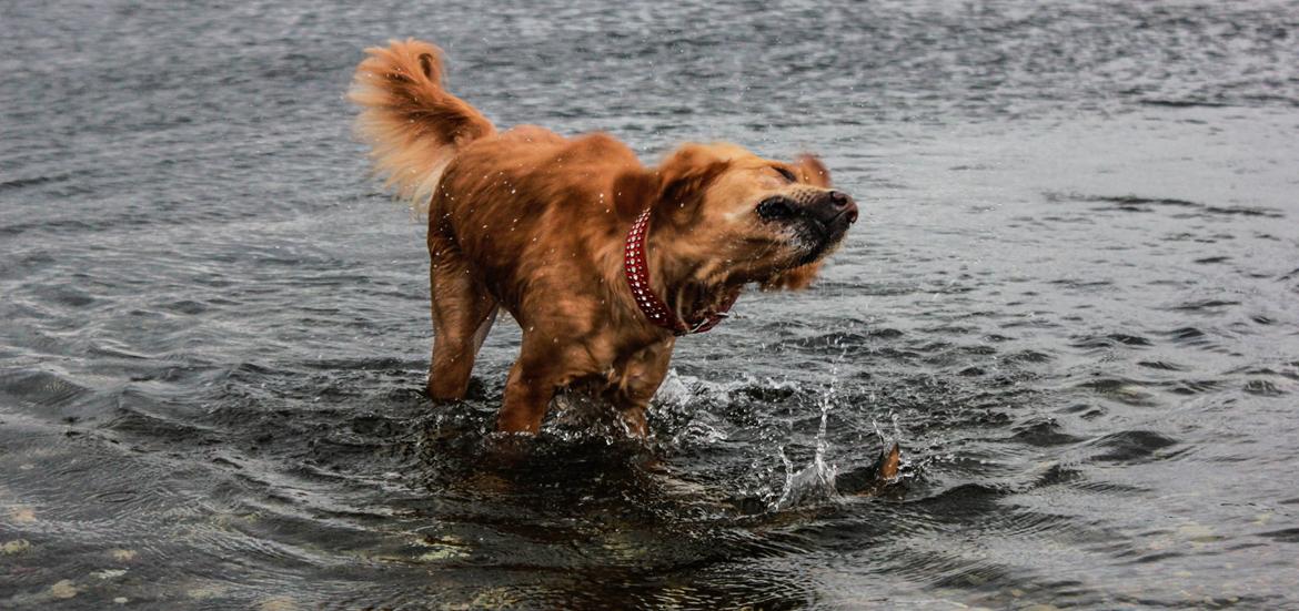 Golden retriever Gia's Golden Chanel - Sep 14 billede 29