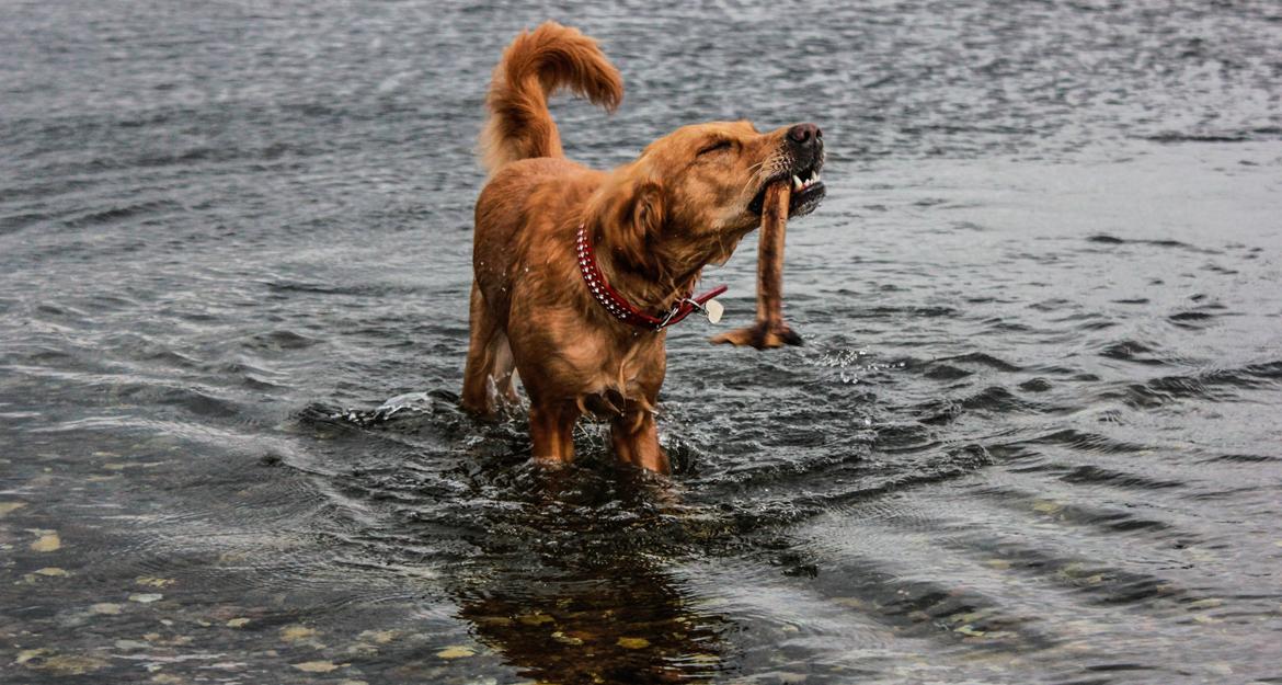 Golden retriever Gia's Golden Chanel - Sep 14 billede 8