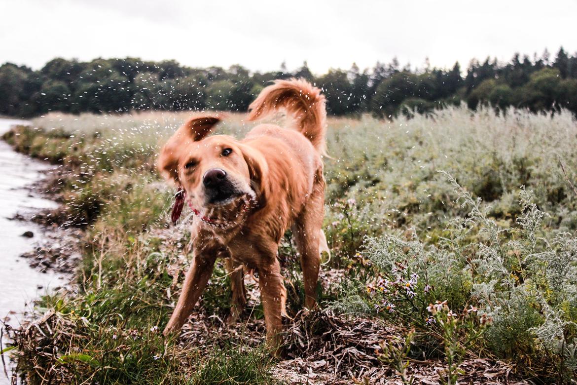 Golden retriever Gia's Golden Chanel - Sep 14 billede 24