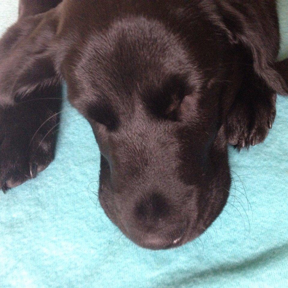 Blanding af racer UFFE billede 6