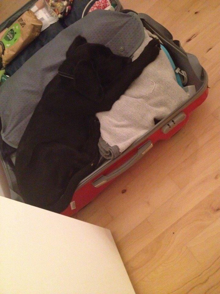 Blanding af racer UFFE billede 7