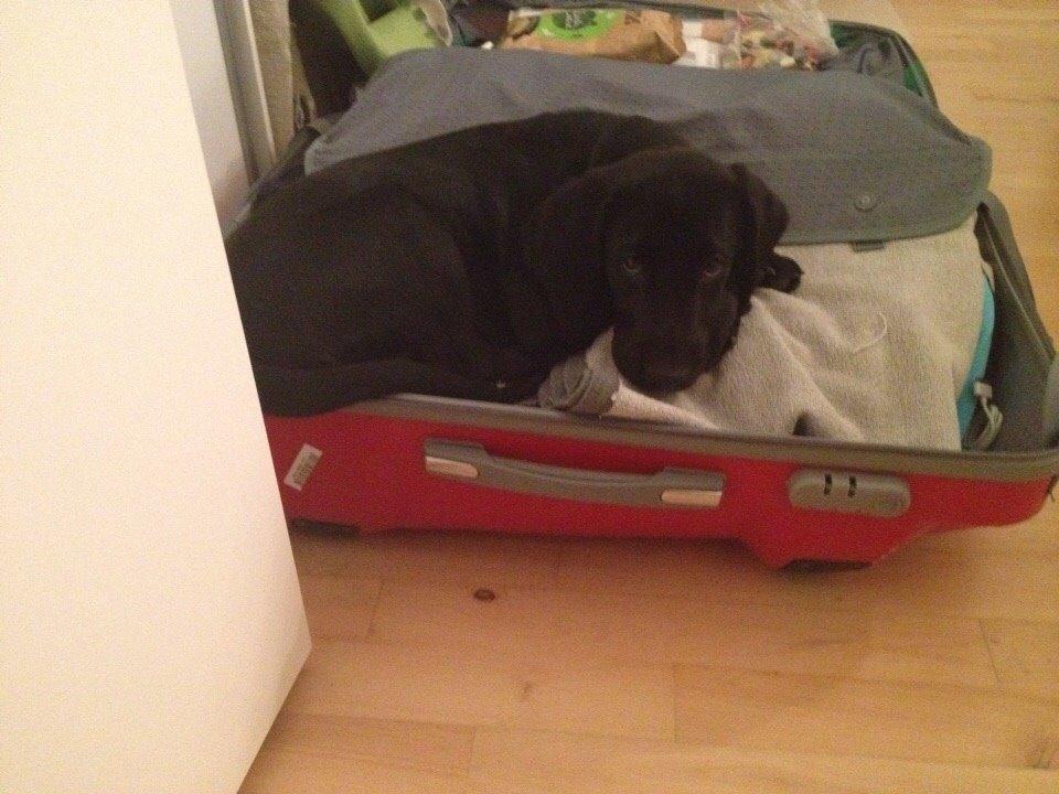 Blanding af racer UFFE billede 8