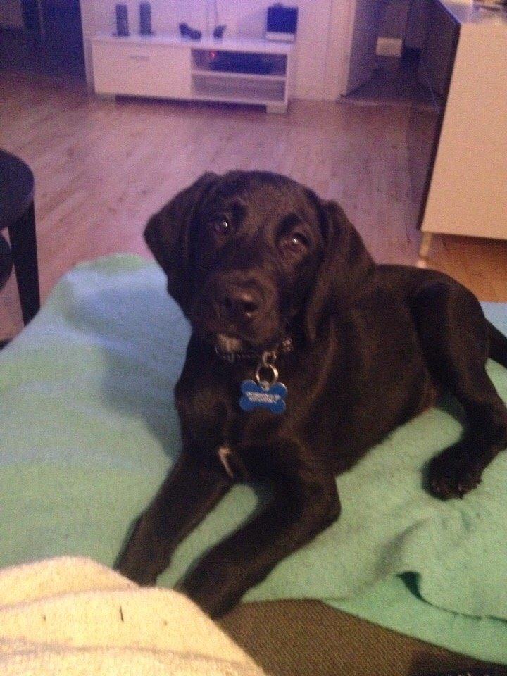 Blanding af racer UFFE billede 9