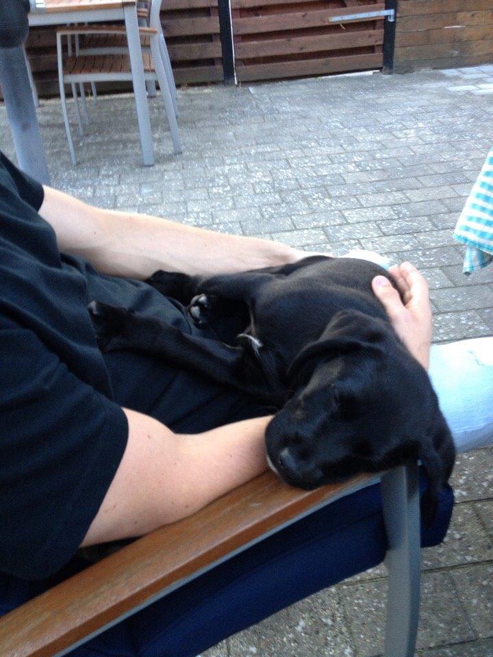 Blanding af racer UFFE billede 10