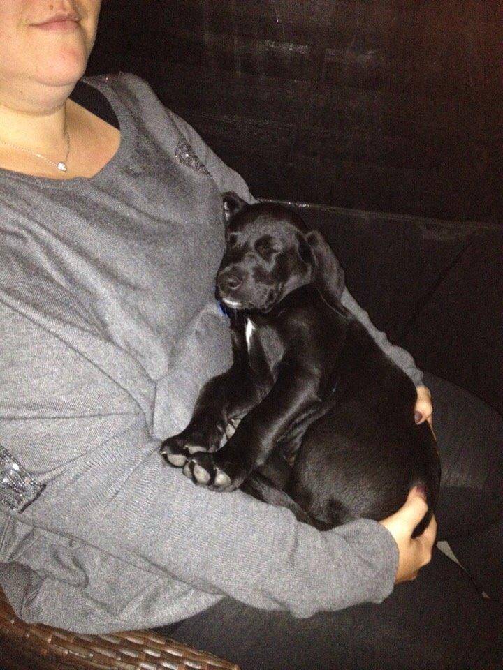 Blanding af racer UFFE billede 11