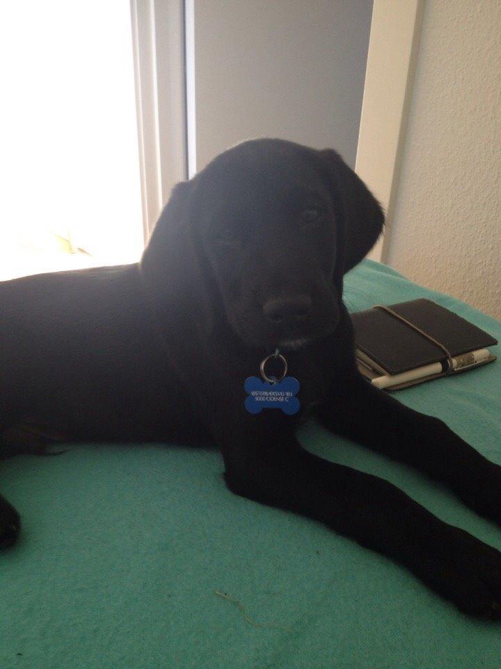 Blanding af racer UFFE billede 12