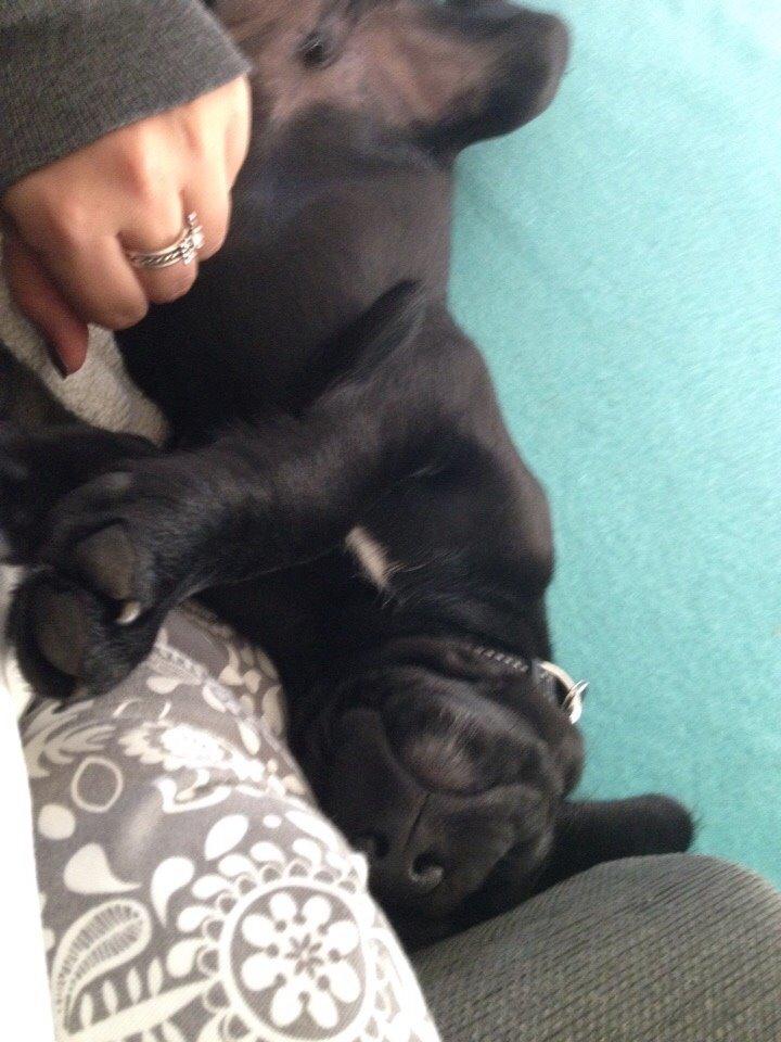 Blanding af racer UFFE billede 13