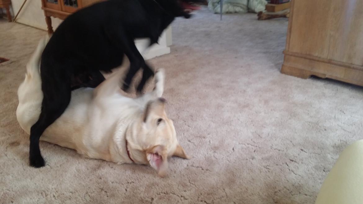 Blanding af racer Mikkel billede 17