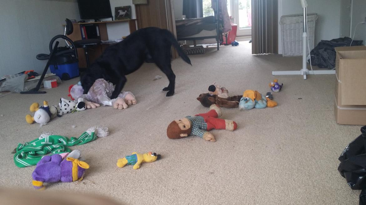 Blanding af racer Mikkel billede 18