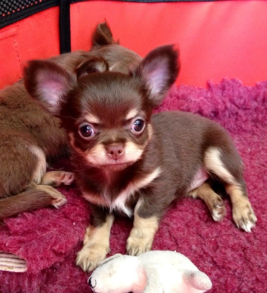 Chihuahua Holly <3 billede 1