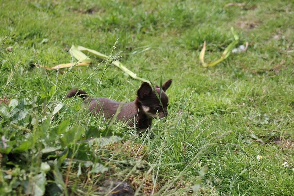 Chihuahua Holly <3 billede 3