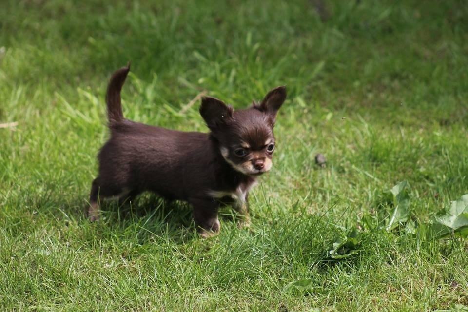 Chihuahua Holly <3 billede 4