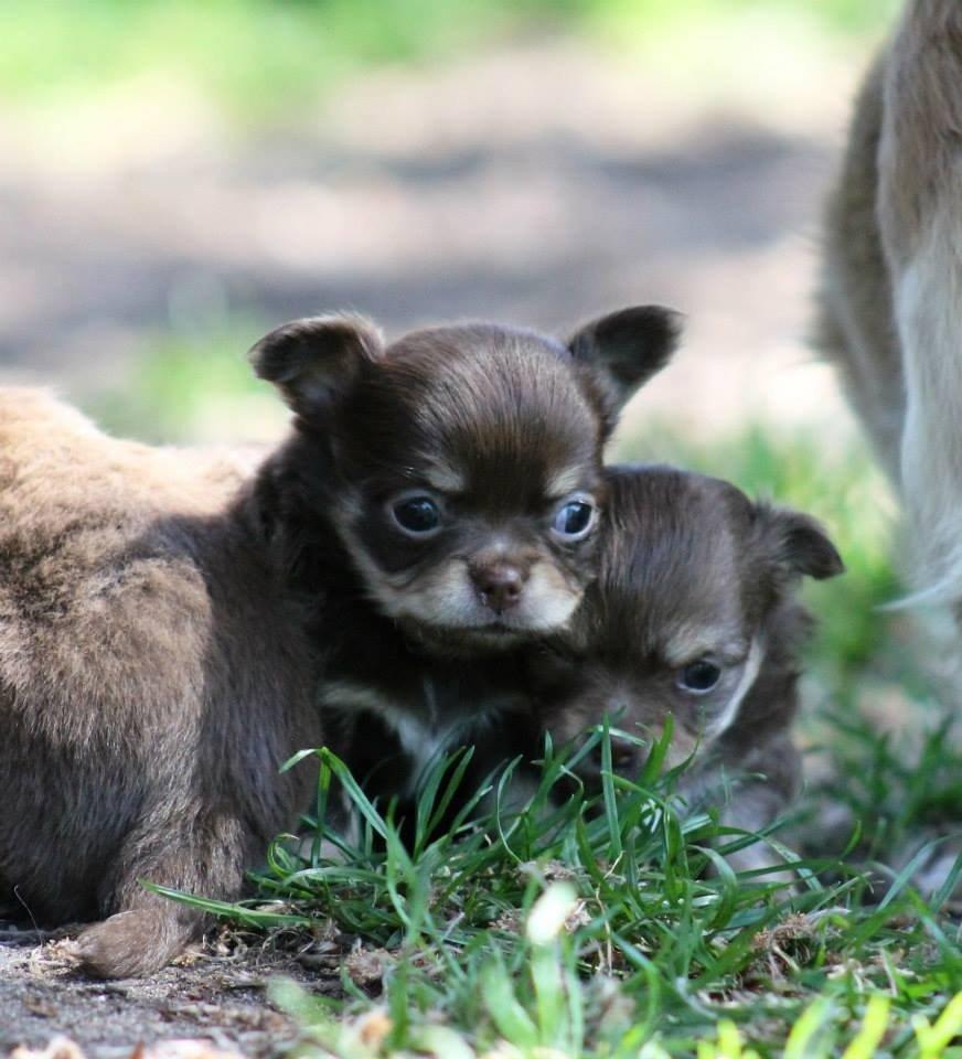 Chihuahua Holly <3 billede 5