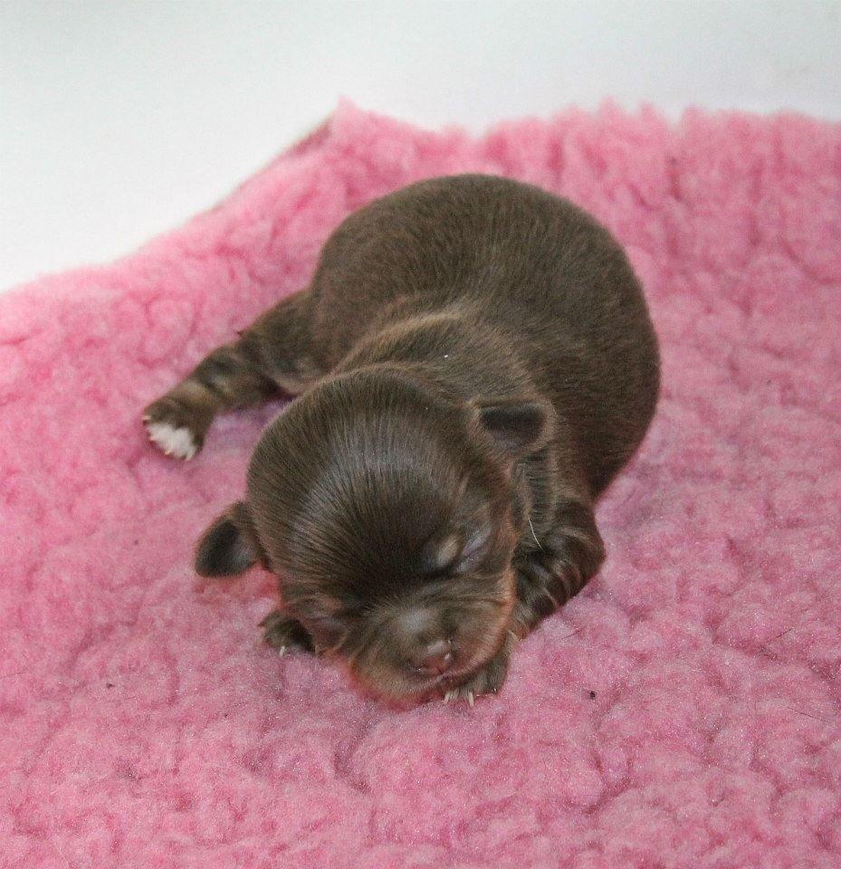 Chihuahua Holly <3 billede 6