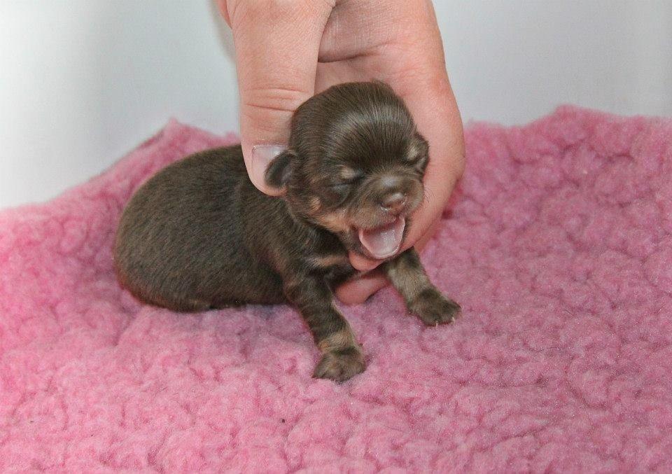 Chihuahua Holly <3 billede 7