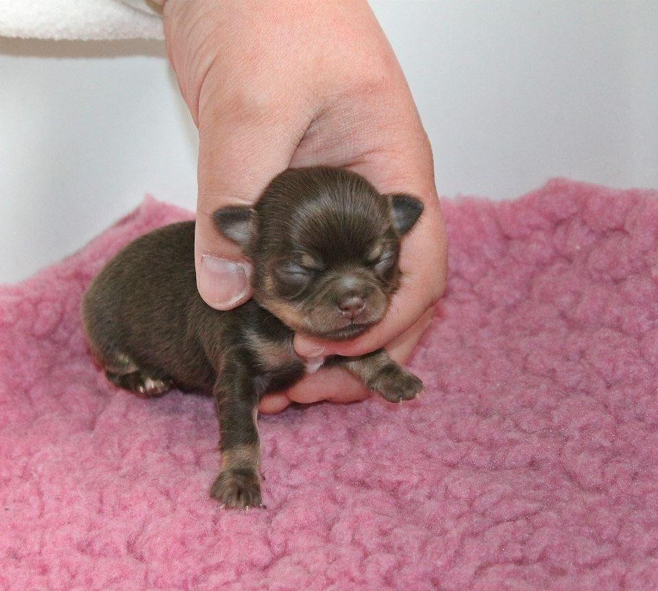 Chihuahua Holly <3 billede 8