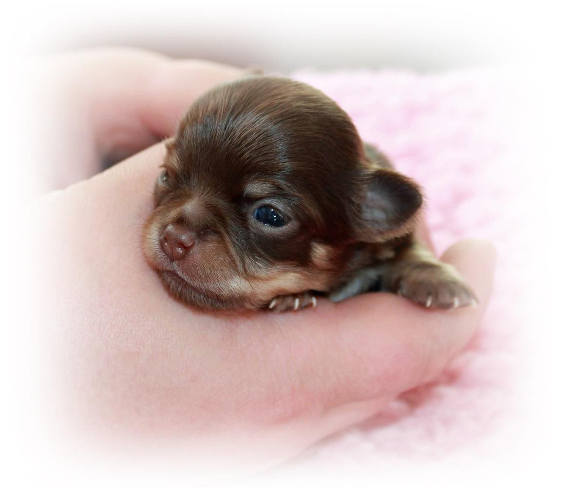 Chihuahua Holly <3 billede 9