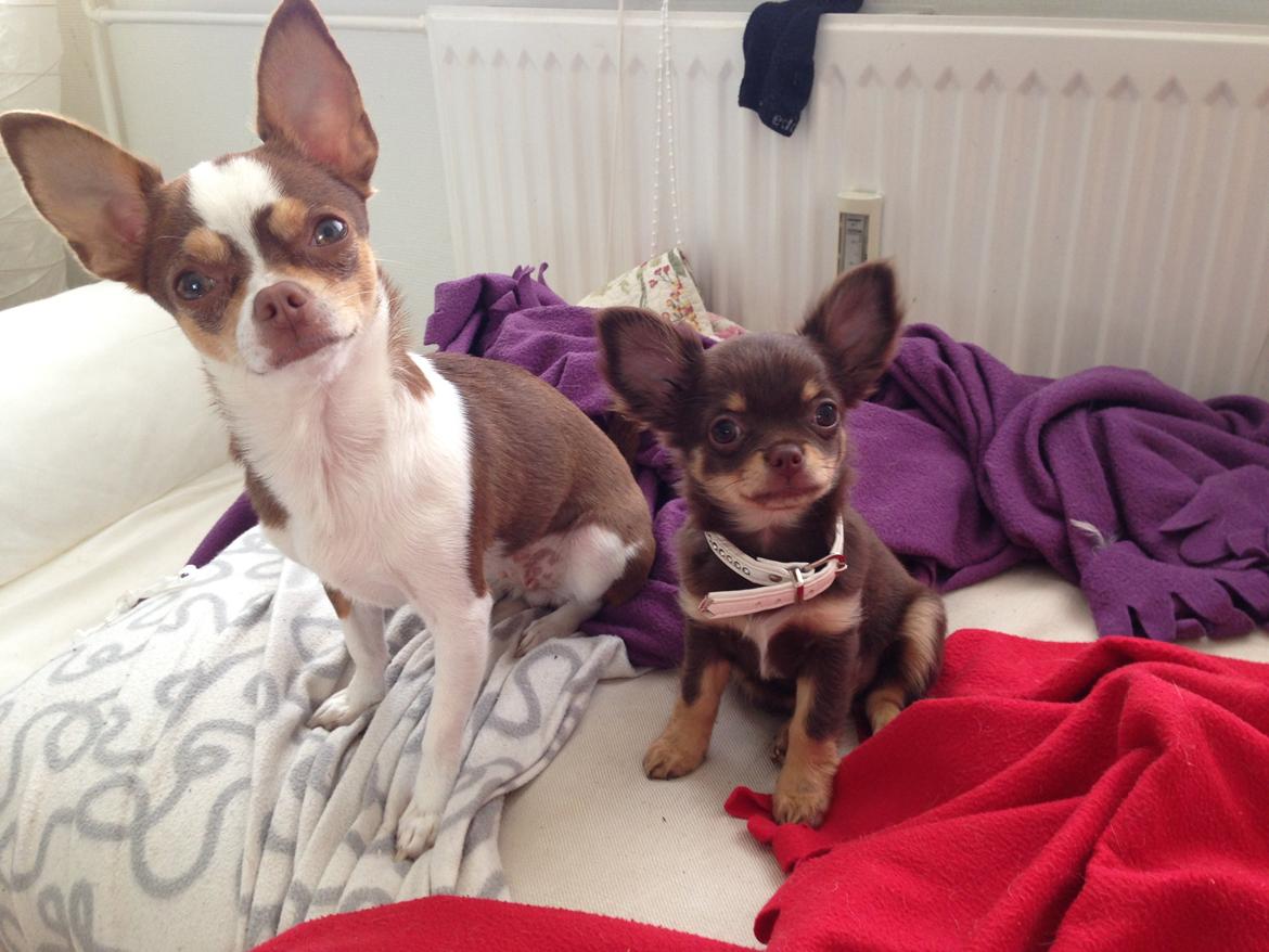 Chihuahua Holly <3 billede 11