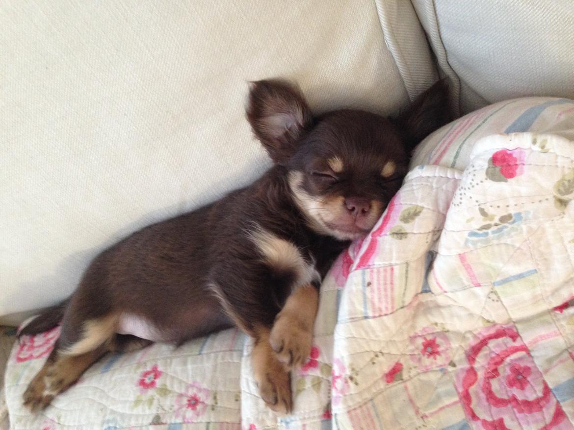 Chihuahua Holly <3 billede 13