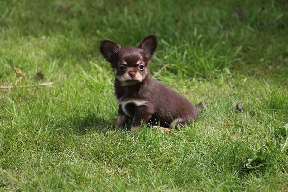 Chihuahua Holly <3 billede 14