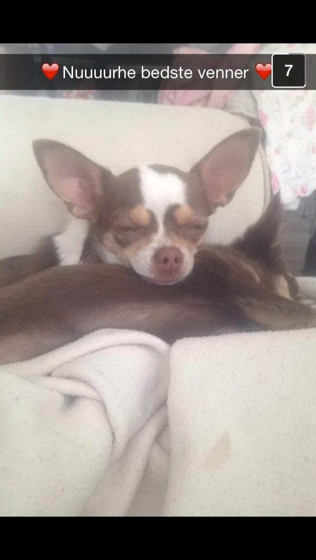 Chihuahua Holly <3 billede 12