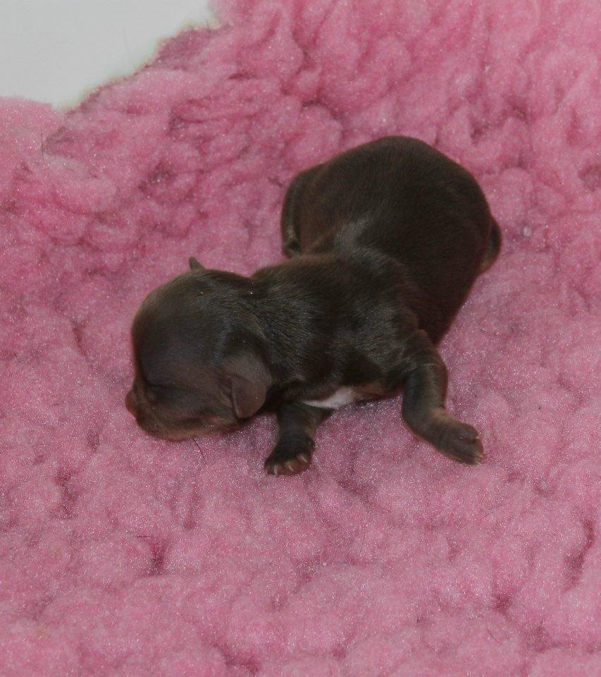 Chihuahua Holly <3 billede 15