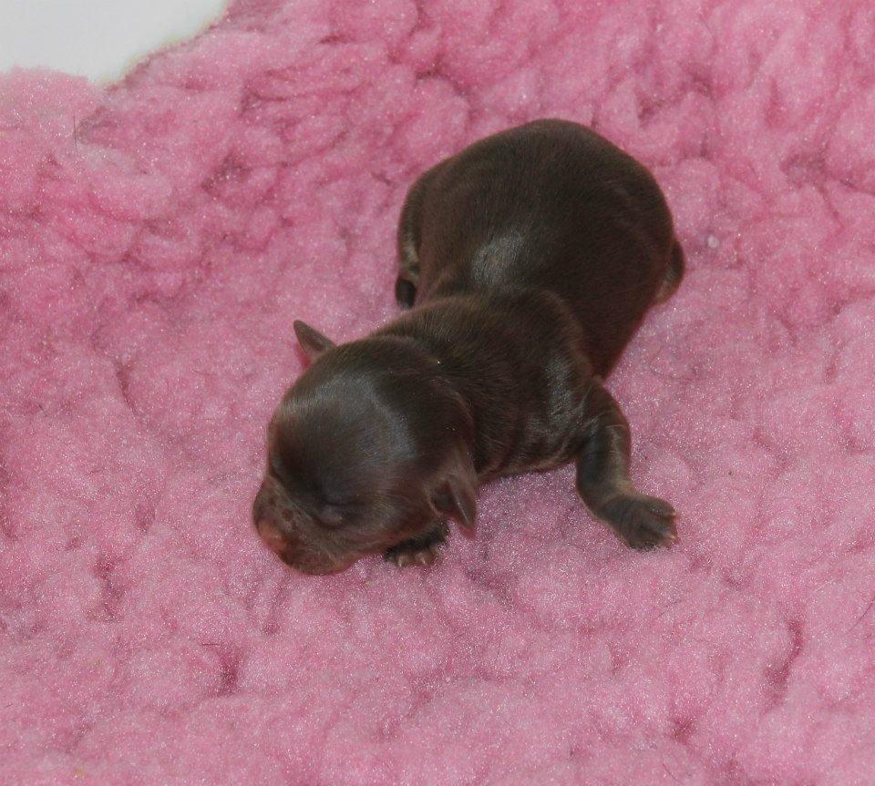 Chihuahua Holly <3 billede 16