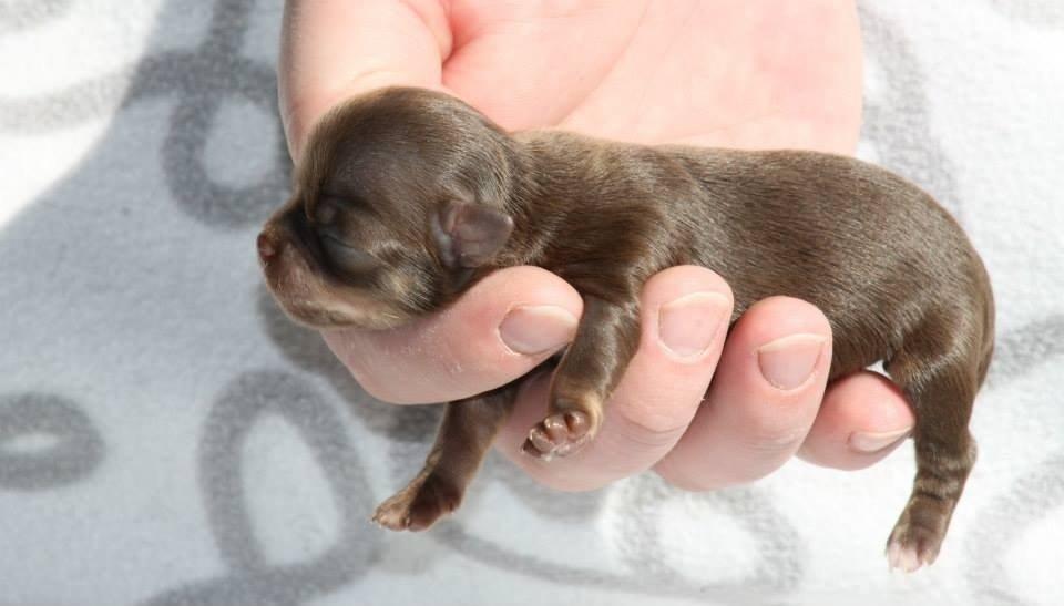 Chihuahua Holly <3 billede 17