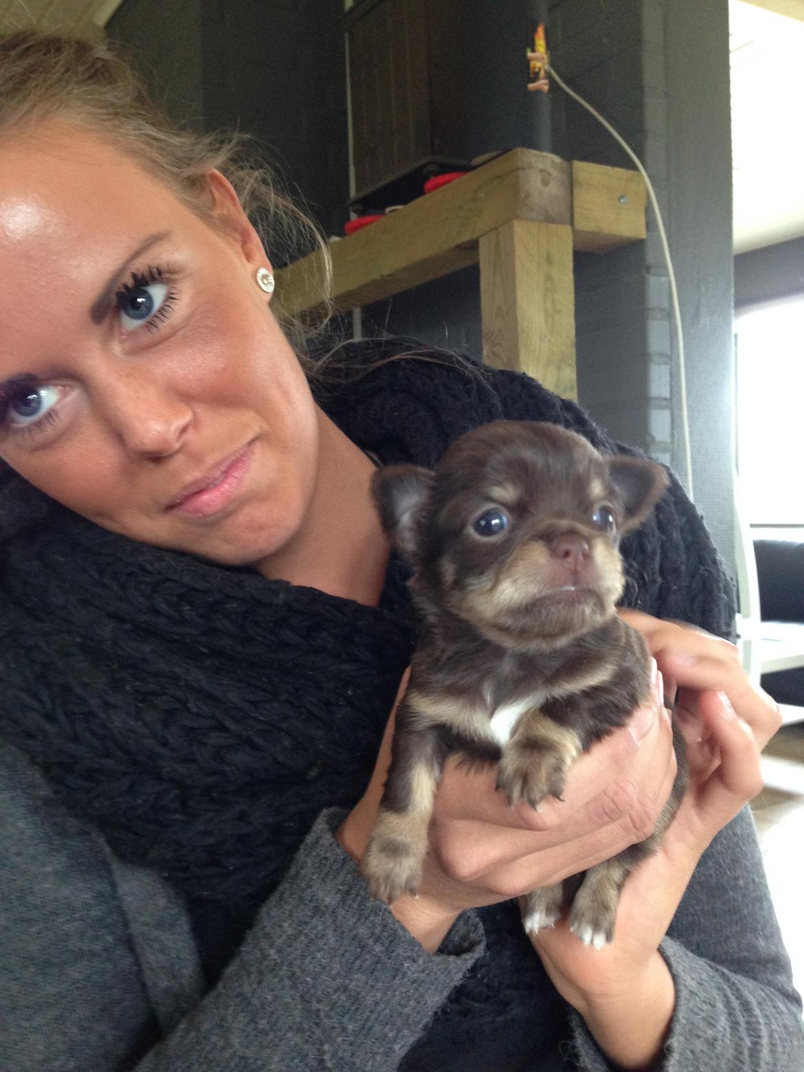 Chihuahua Holly <3 billede 18