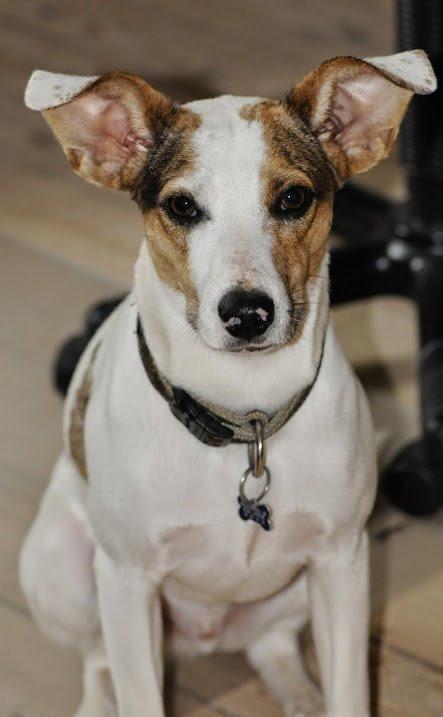 Blanding af racer Max - født Koda billede 3