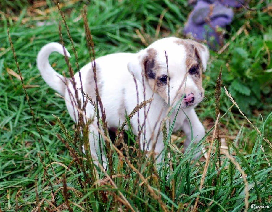 Blanding af racer Max - født Koda billede 1