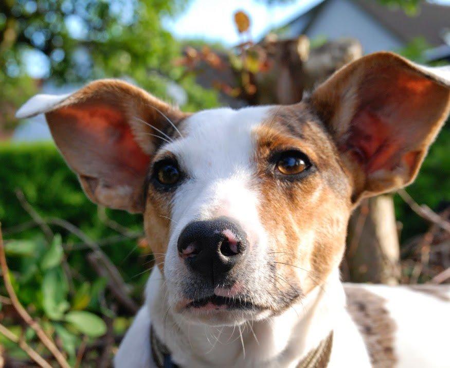 Blanding af racer Max - født Koda billede 4