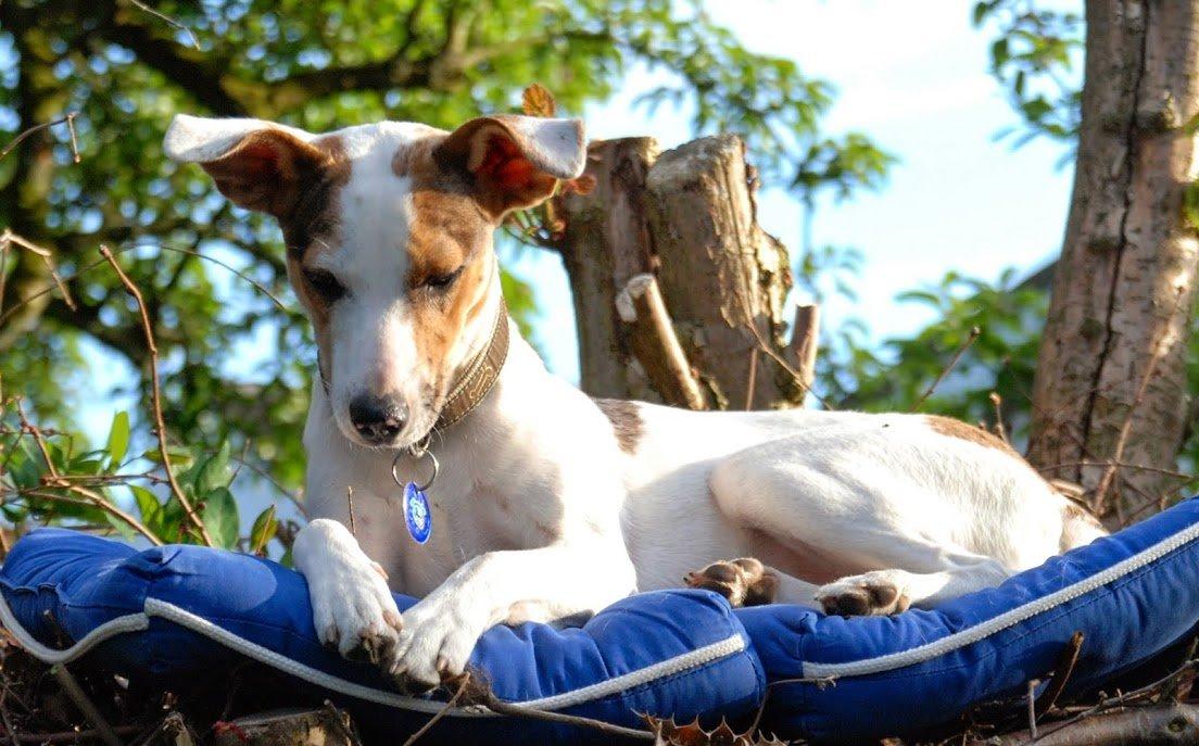 Blanding af racer Max - født Koda billede 5