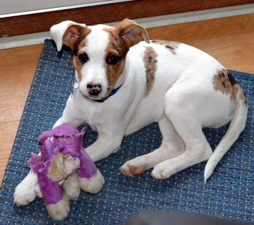 Blanding af racer Max - født Koda billede 2