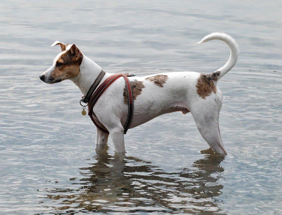 Blanding af racer Max - født Koda billede 6