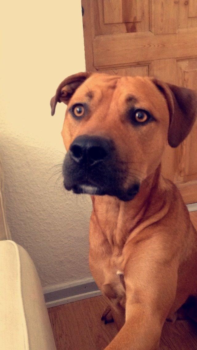 Blanding af racer Sako billede 3