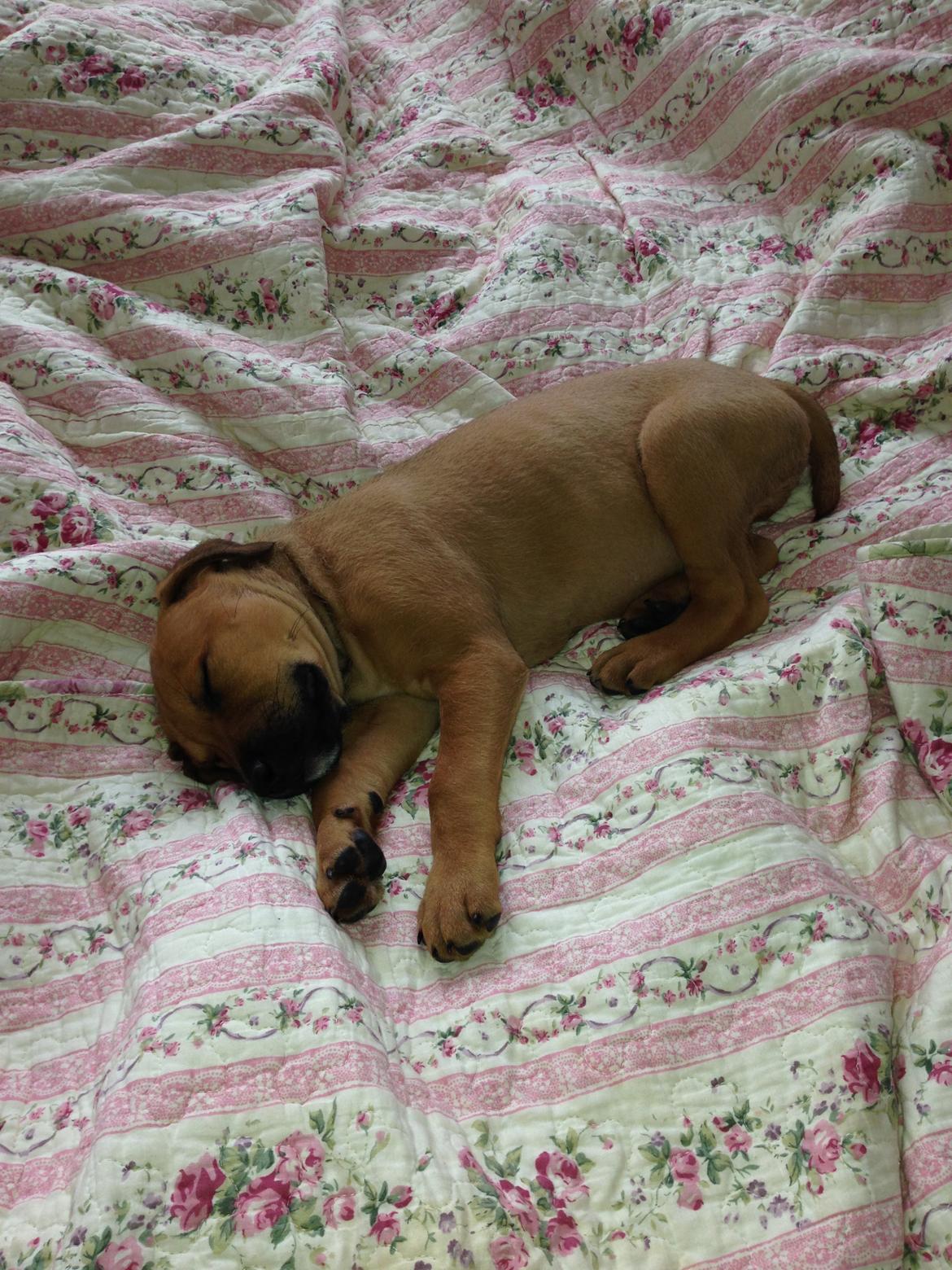 Blanding af racer Sako billede 4