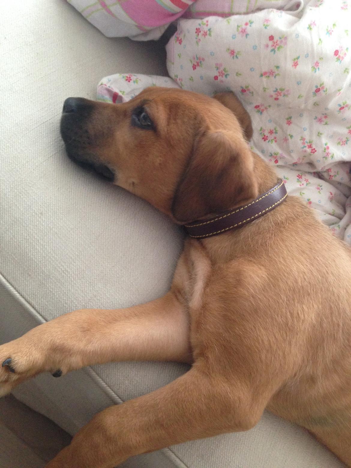 Blanding af racer Sako billede 5