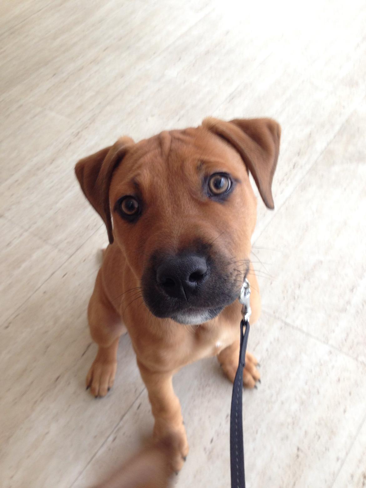 Blanding af racer Sako billede 1