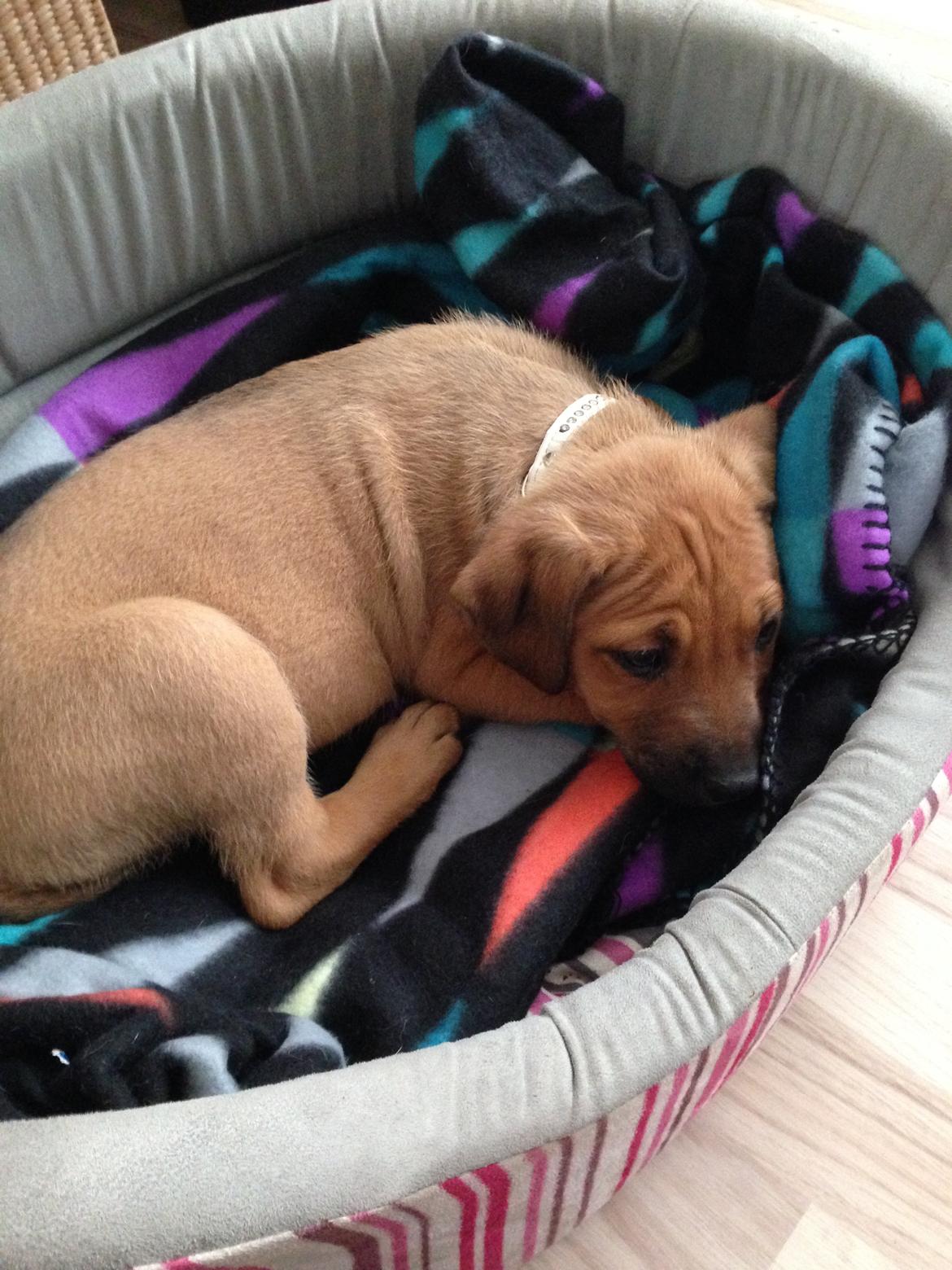 Blanding af racer Sako billede 6