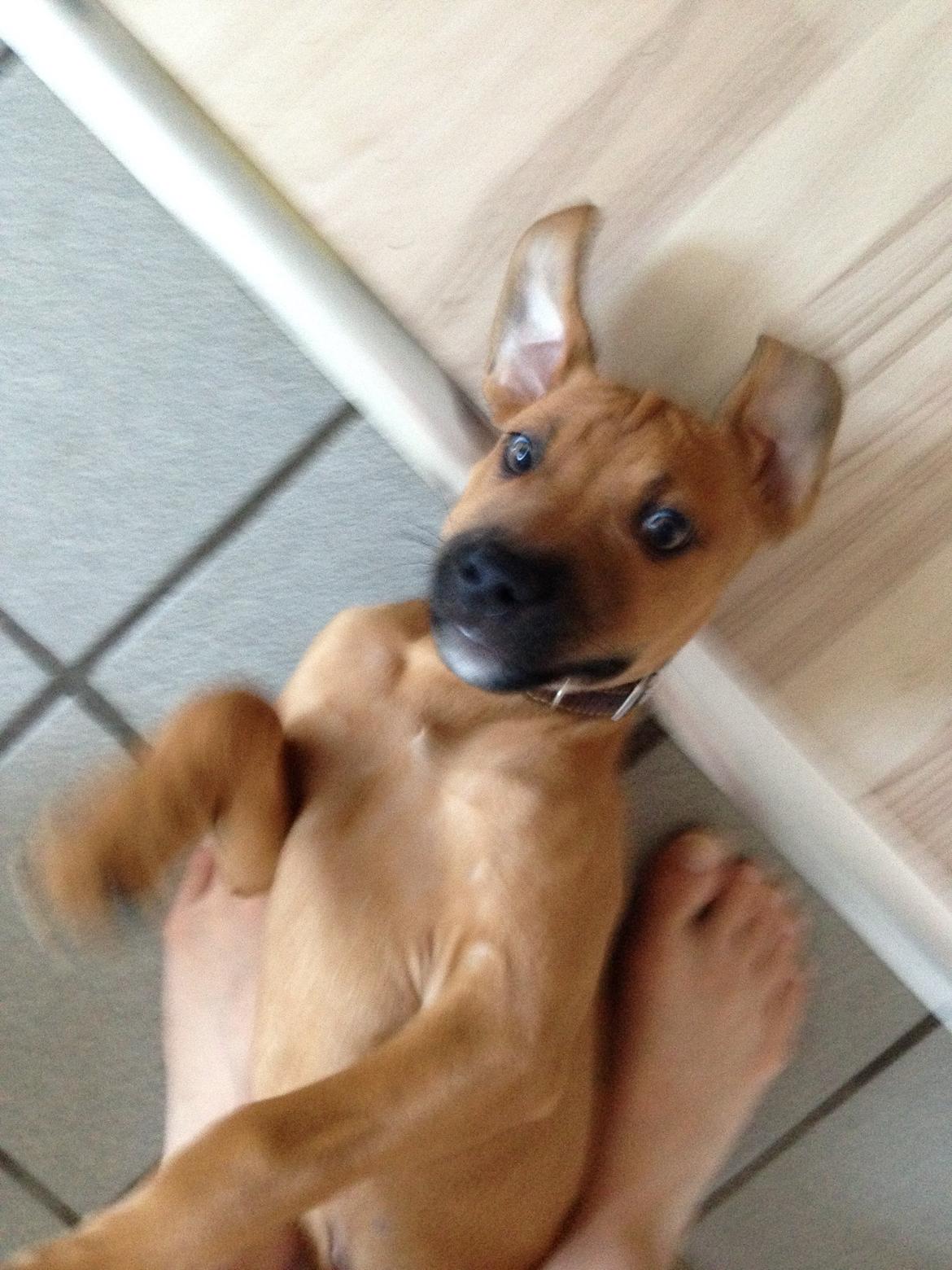 Blanding af racer Sako billede 7