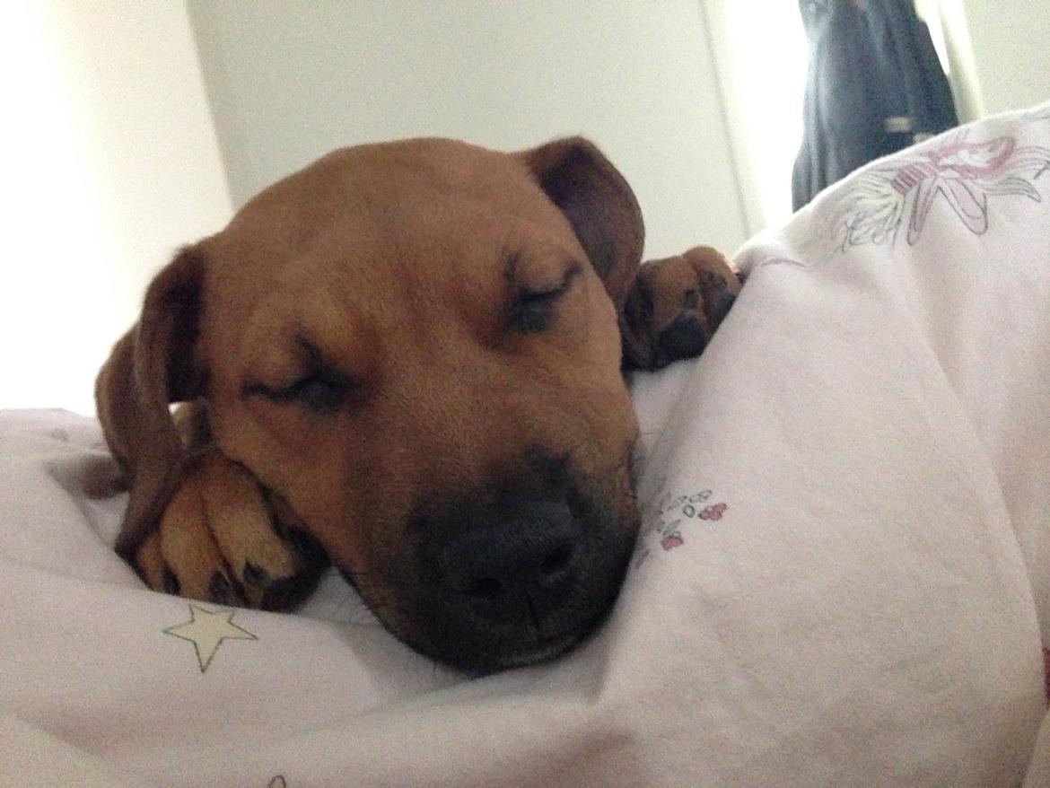 Blanding af racer Sako billede 8